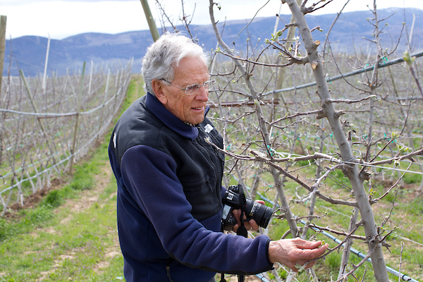 Bruce Barritt examines Cosmic Crisp apple trees