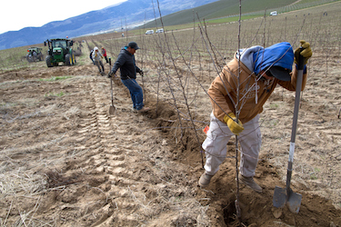 Workers plant trees in the Wenatchee orchard