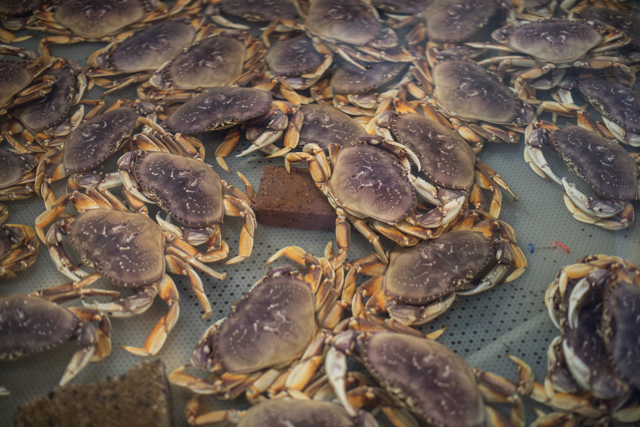 Blue crab seen at Hanthorn Crab Company on Historic Pier 39 in Astoria. 