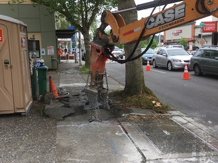 Sidewalk repairs where tree roots had caused damage (Photo by Douglas MacDonald for Crosscut)