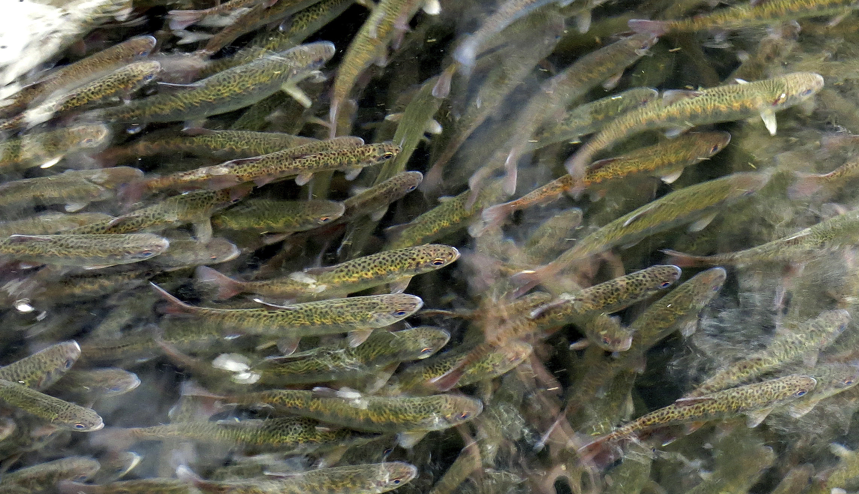 Juvenile coho salmon swim at the Cascade Fish Hatchery