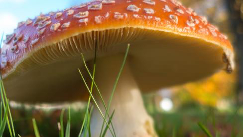 amanita-mushroom_0