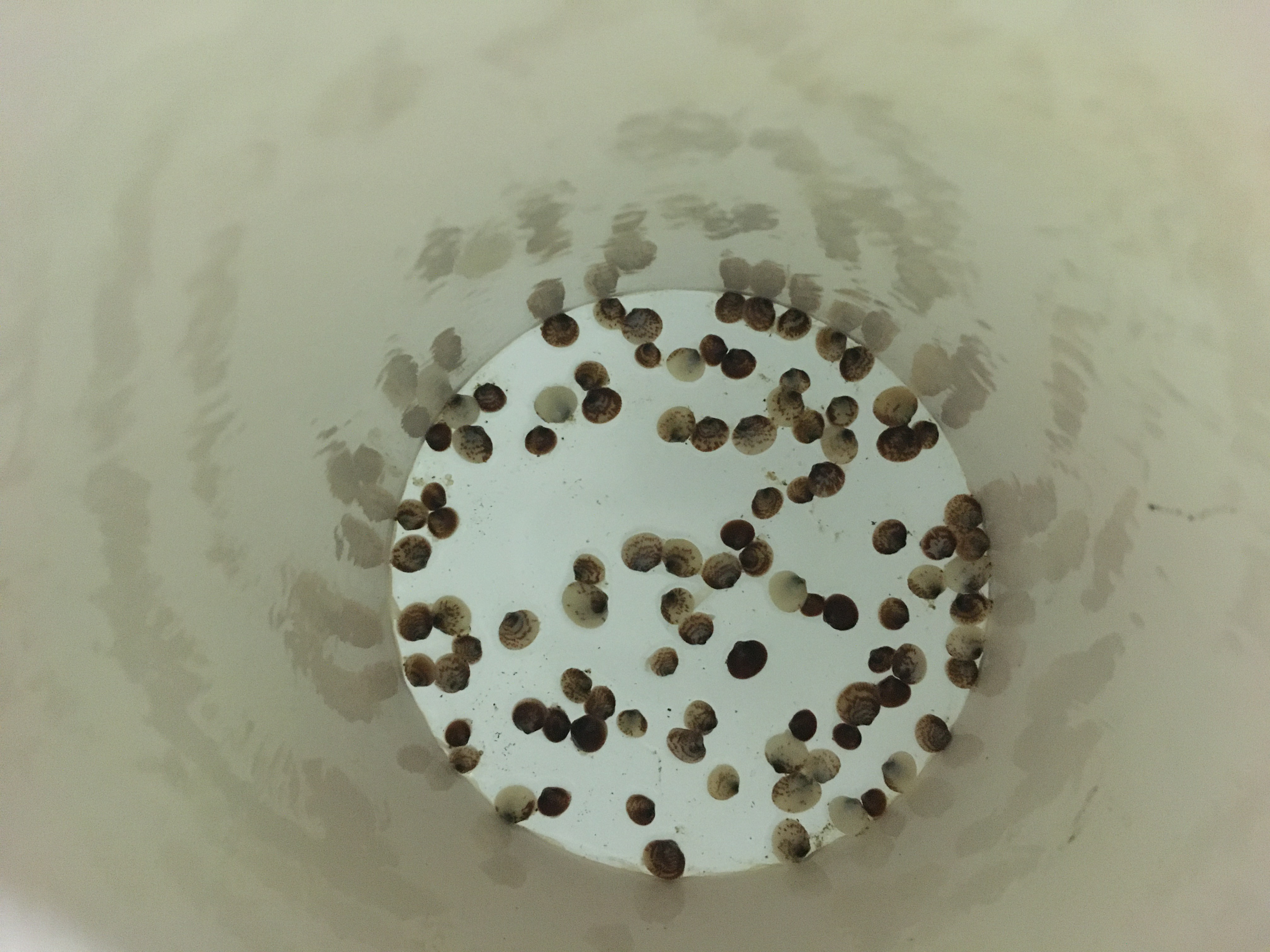 Juvenile cockles inside a PVC pipe with a mesh screen attached, suspended in a bucket with seawater.