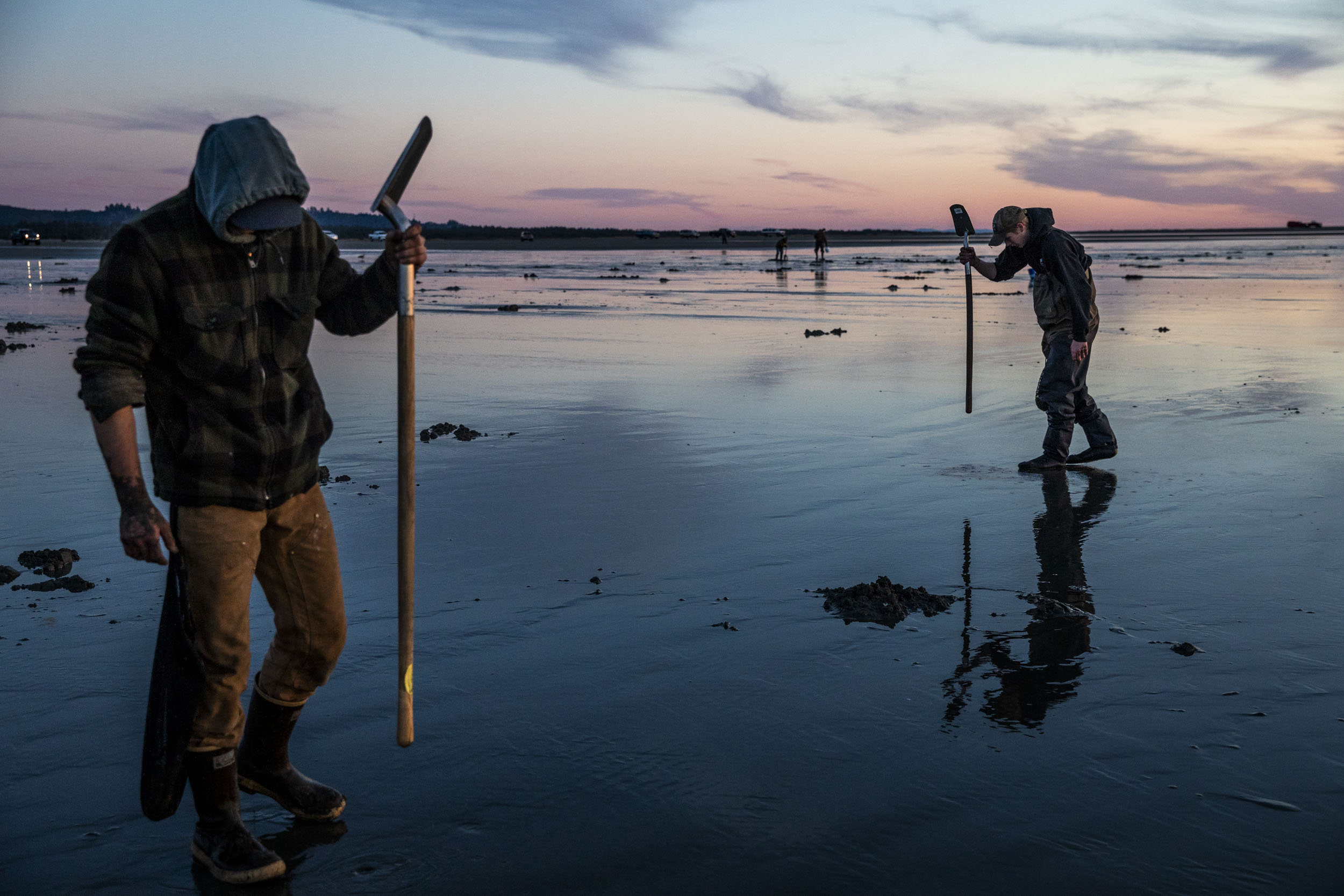 Razor clam diggers pound the sand with their shovels during a public dig at Twin Harbors Beach State Park.