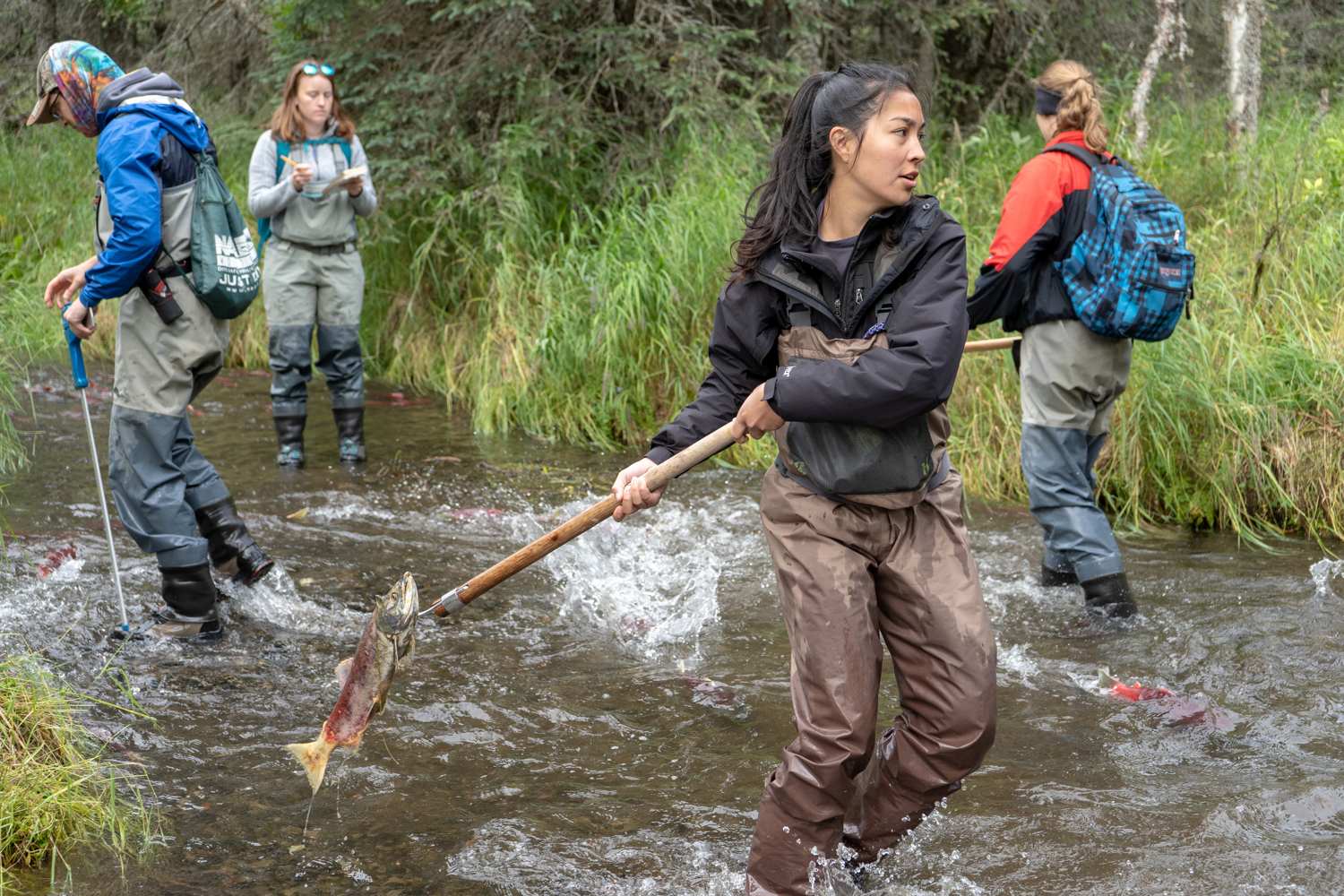 UW undergraduate student Andrea Odell throws salmon carcasses out of Hansen Creek in August 2018. Credit: Dan DiNicola/University of Washington