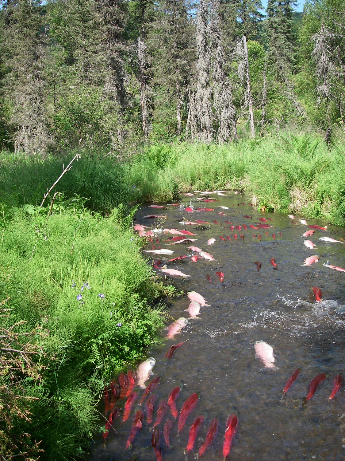 Sockeye salmon swim upstream to spawn in Hansen Creek near Aleknagik, Alaska, in 2014. Credit: Tom Quinn/University of Washington