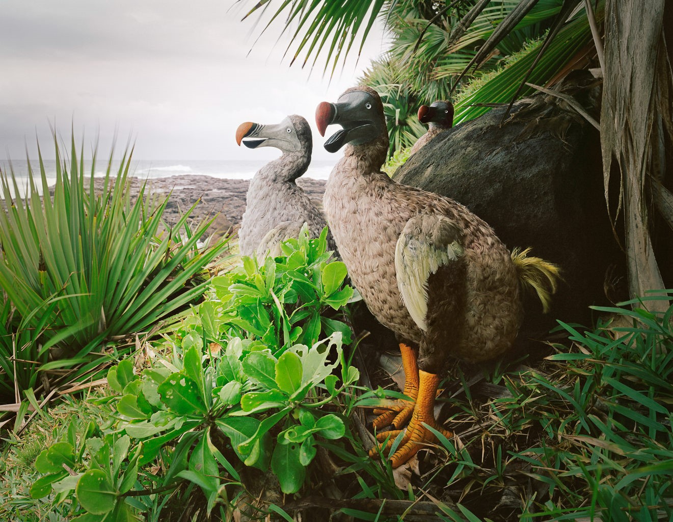 Sculptures of extinct Dodo birds