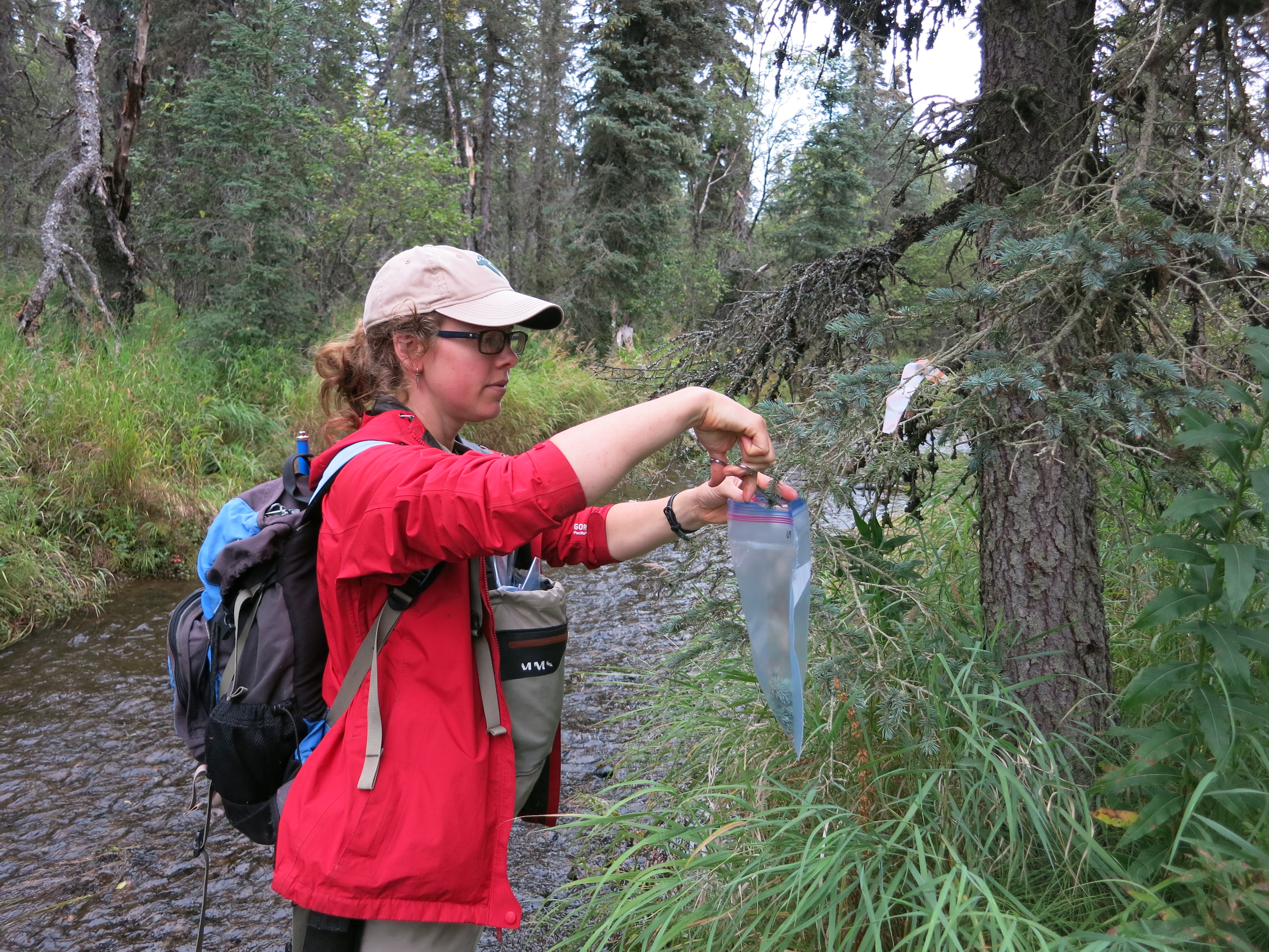 Student researchers take needle samples from white spruce trees along Hansen Creek near Aleknagik, Alaska. Credit: Tom Quinn/University of Washington