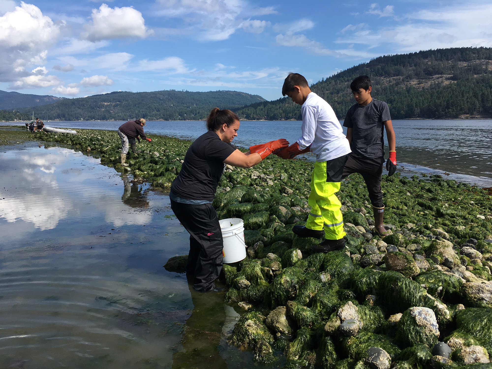 tribal members harvest clams along the water