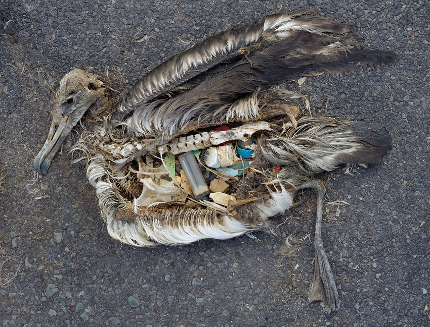 Chris Jordan’s ‘Midway: Message from the Gyre,’ featuring a A bird carcass containing pieces of plastic