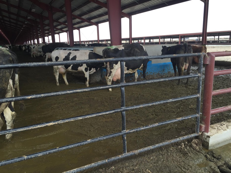 A controversial dairy in Oregon has been cited for numerous manure and waste violations. Many people are wondering how problems at Lost Valley Farms got so bad.  Courtesy of Friends of Family Farmers