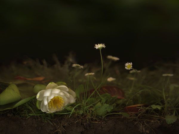 dark photo of earth and flower