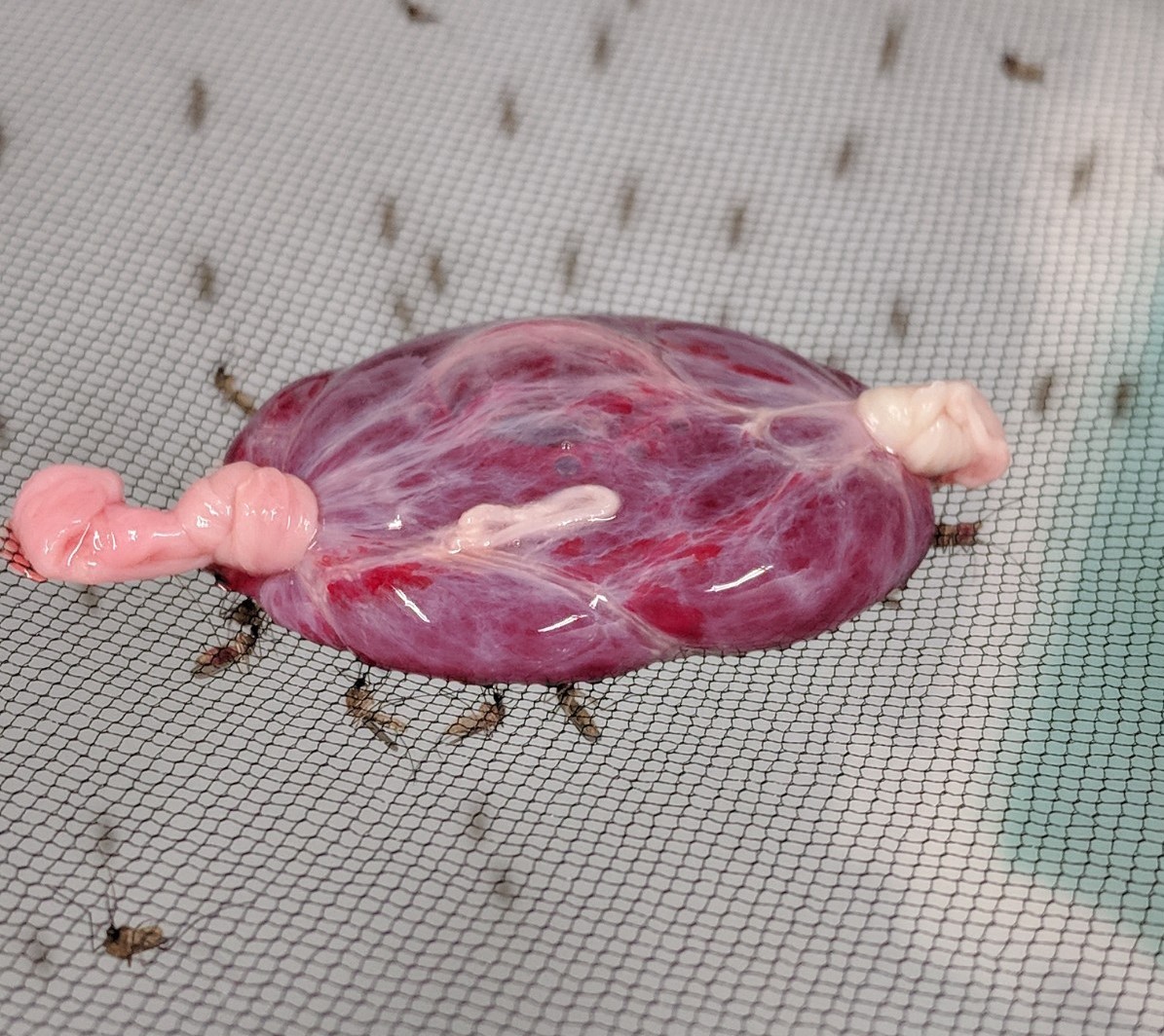  Female mosquitoes feed on a blood meal. The blood is enclosed in a sausage casing and placed on the mosquito cage. Photo courtesy of Dr. Laura Ahlers/Washington State University