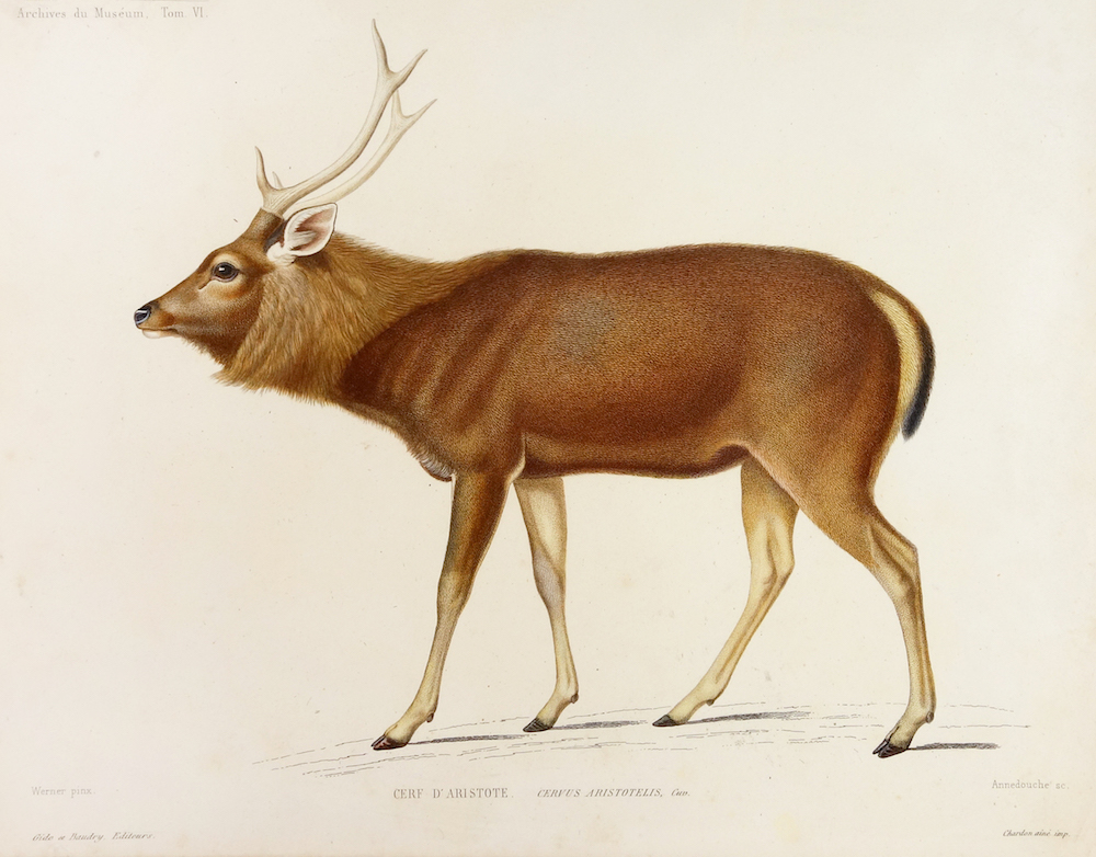 a color illustration of a deer