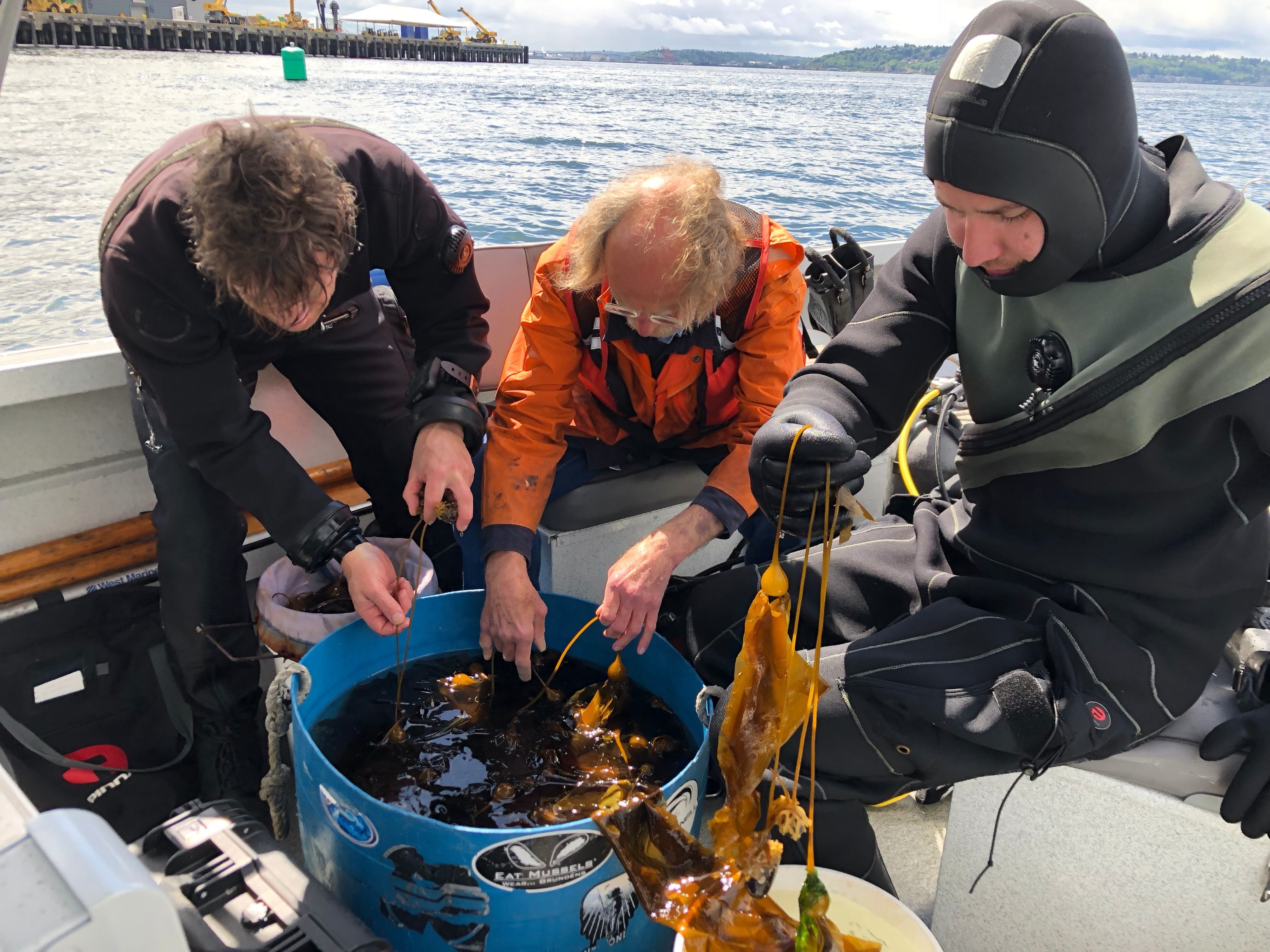Scientists look at kelp in a boat
