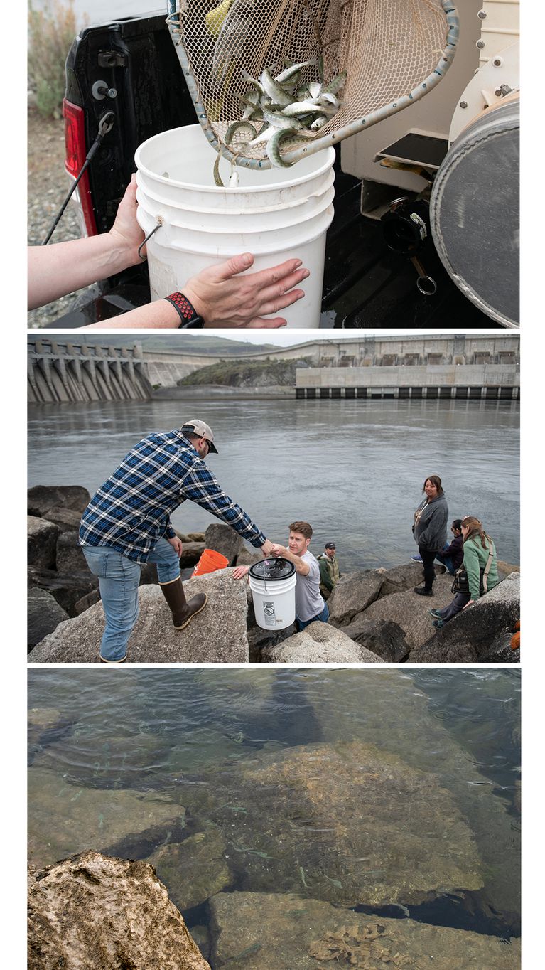 Three stacked photos, from top: A net dropping young salmon into a bucket. 2) A man standing on a rock handing a bucket down to another person along the shore of a reservoir. 3) Salmon in the water