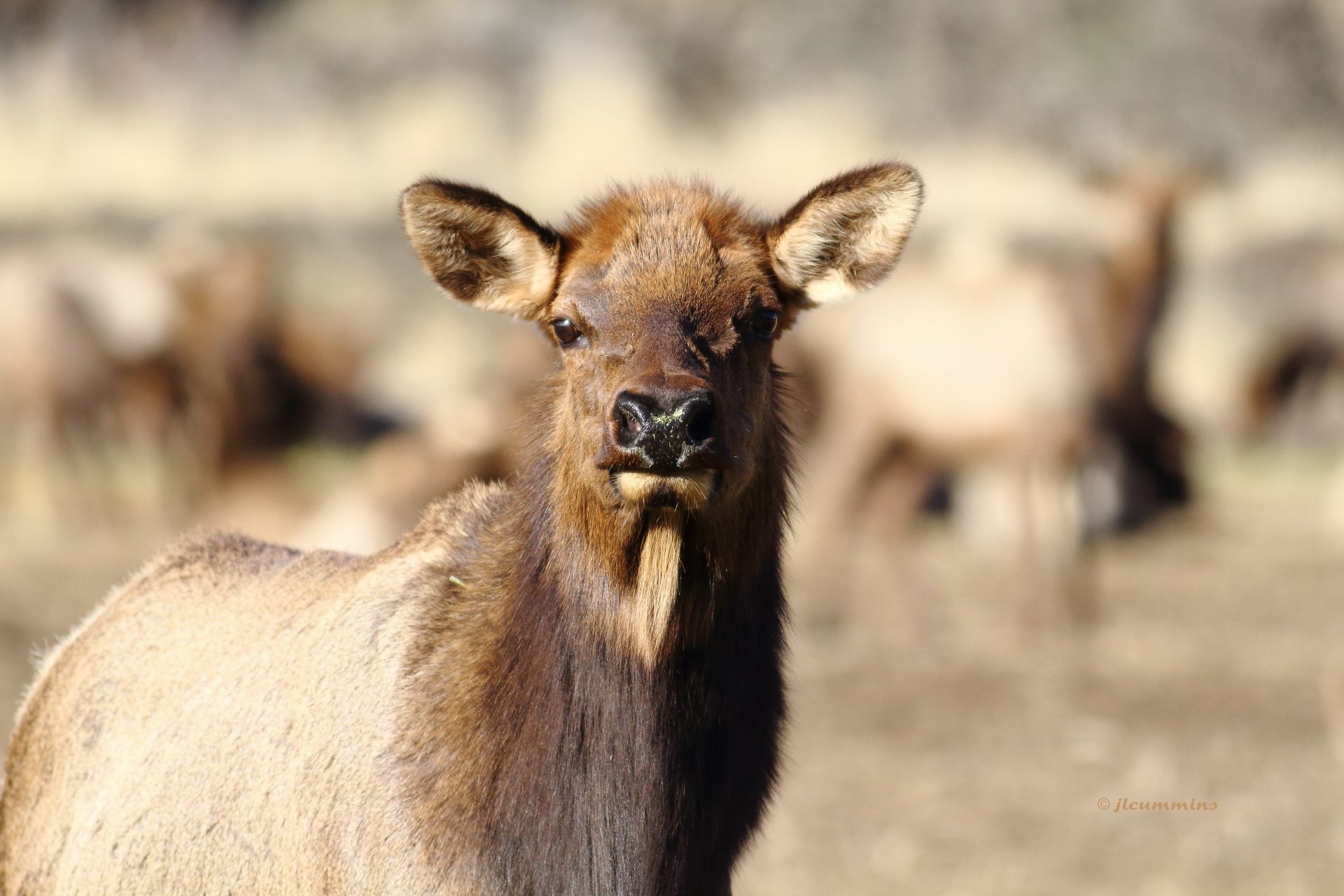 A young elk