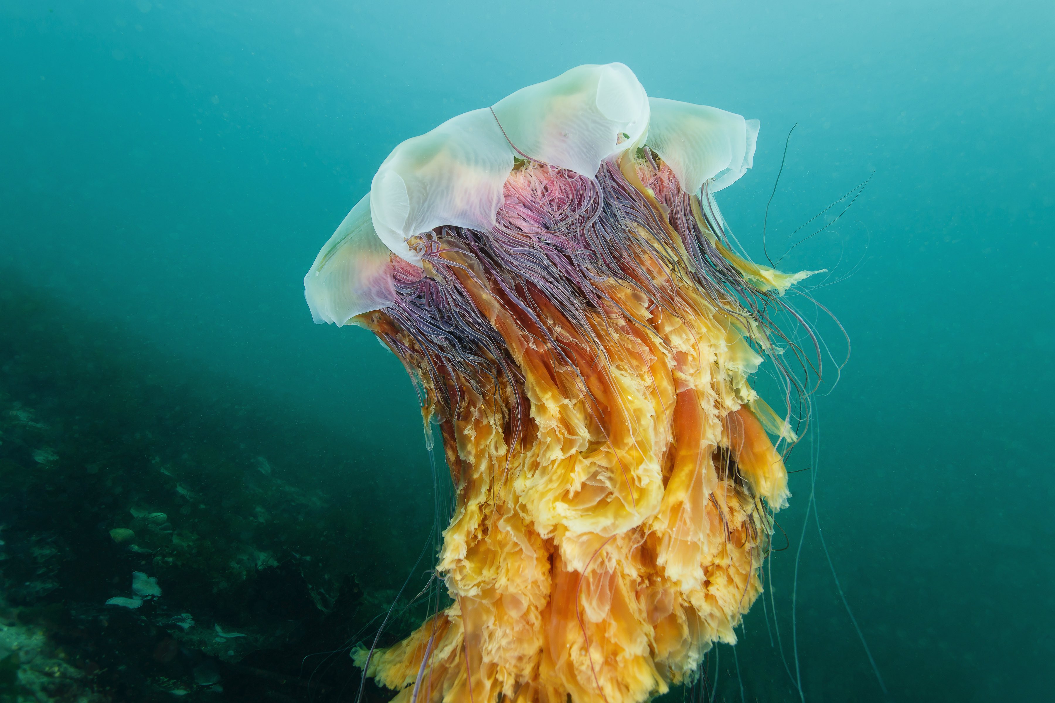 jellyfish in green water