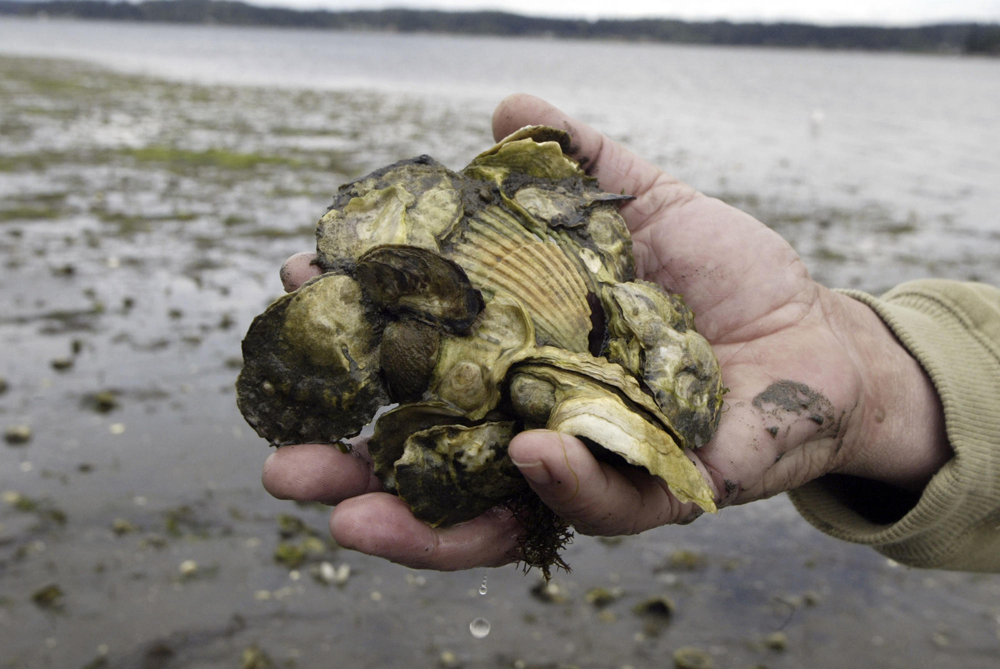 Washington's oysters are a case study of hope in the face of environmental  disaster | Crosscut