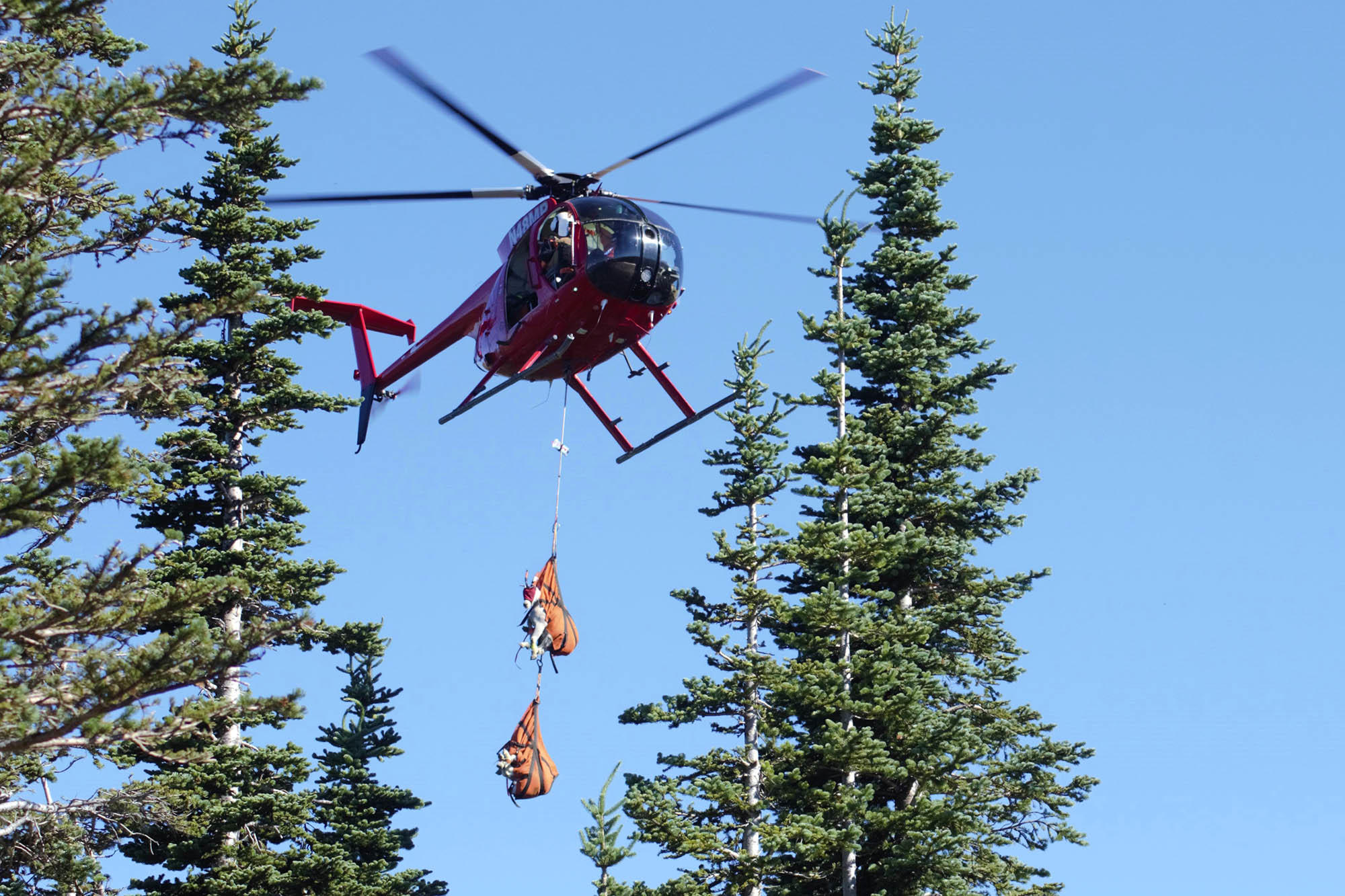 helicopter carrying bags of mountain goats through the forest