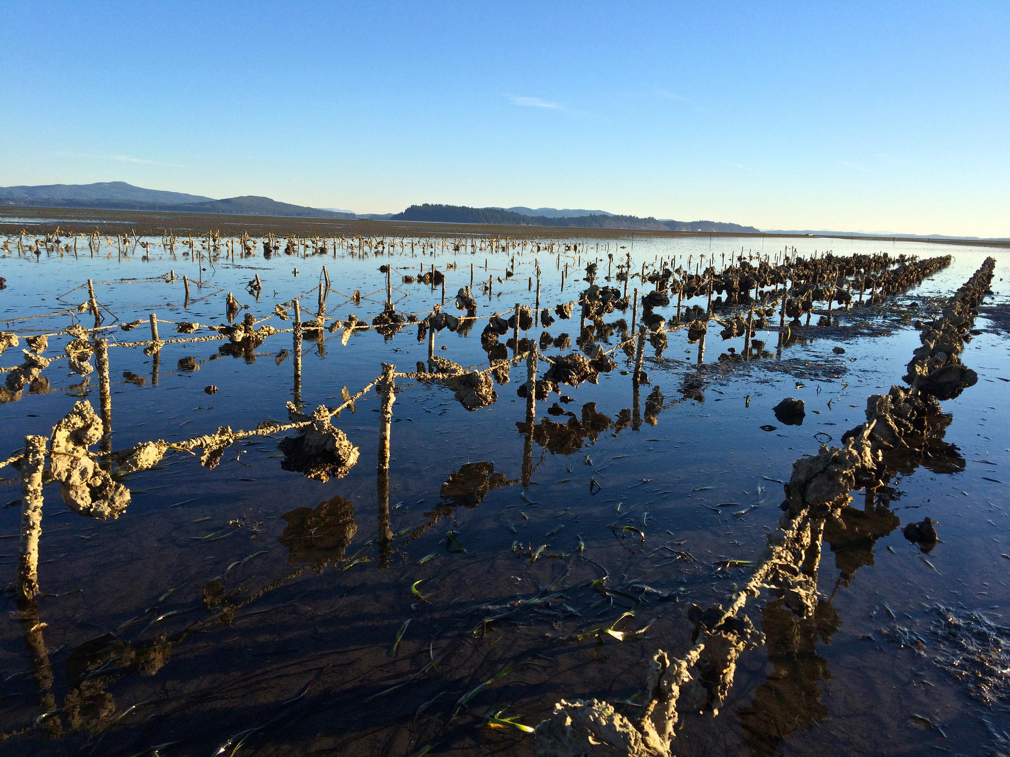Can oyster farms make Puget Sound a little more wild? | Crosscut