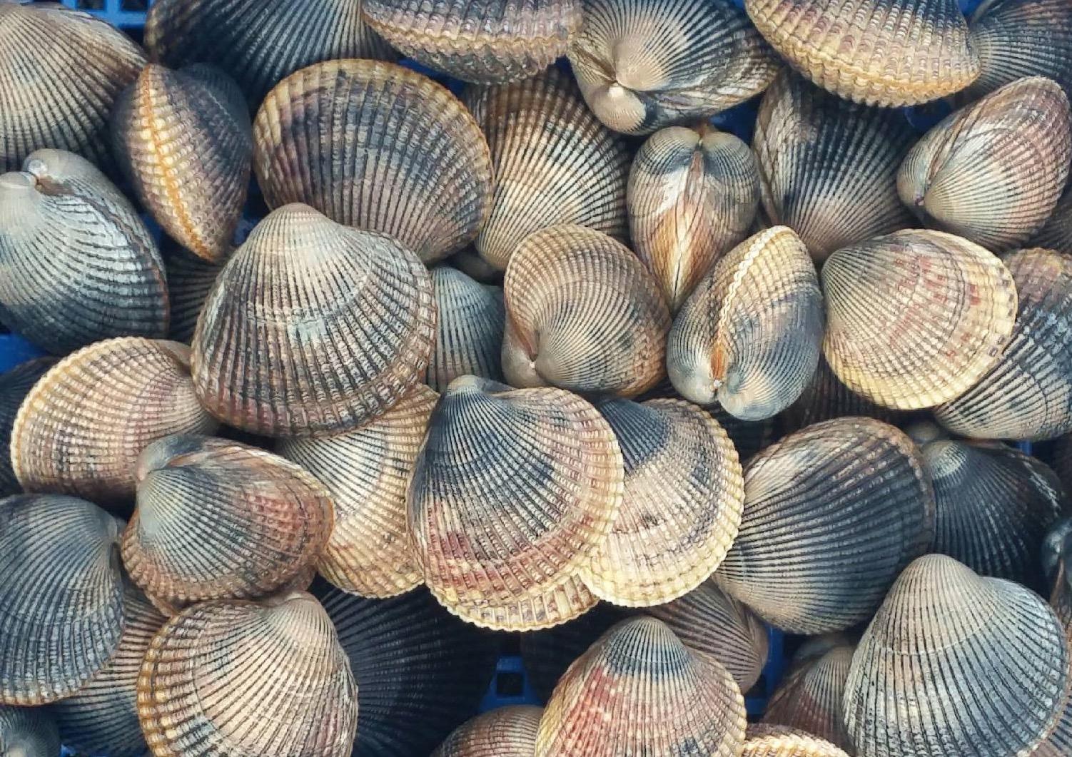 For sustenance and tradition, Puget Sound tribes and scientists join forces to breed millions of clams Crosscut