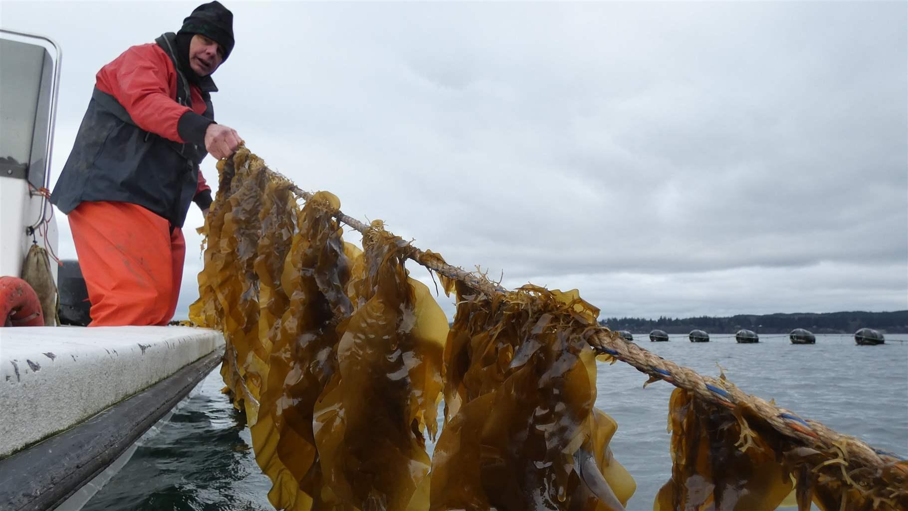 WA seaweed farming could boom but permitting remains difficult - Crosscut