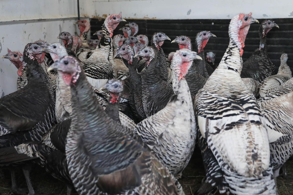 Turkeys gathering at Windy N Ranch