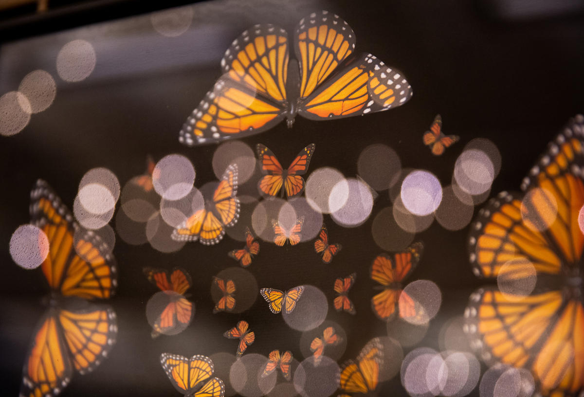 The magic behind Moth & Myth, a Seattle paper butterfly business