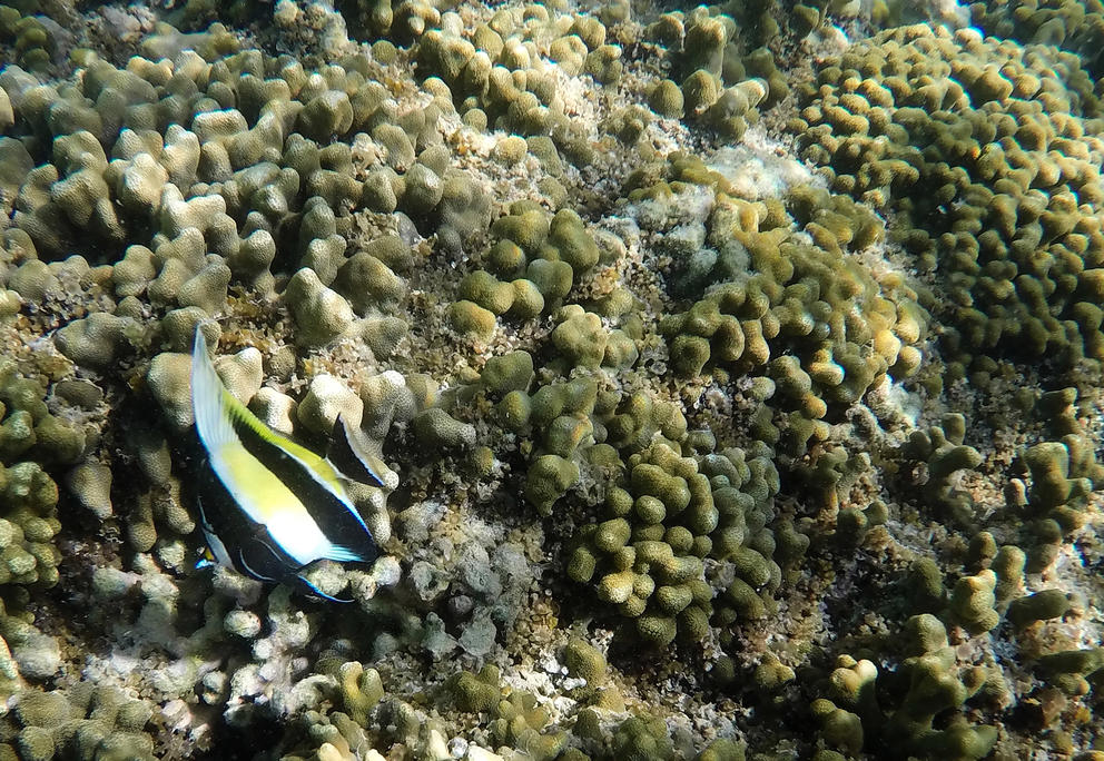 A fish swimming past a reef