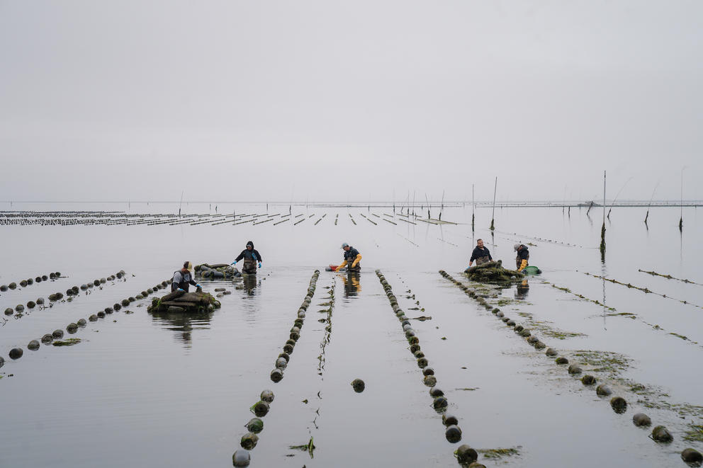People wading in rows of oyster growing waters