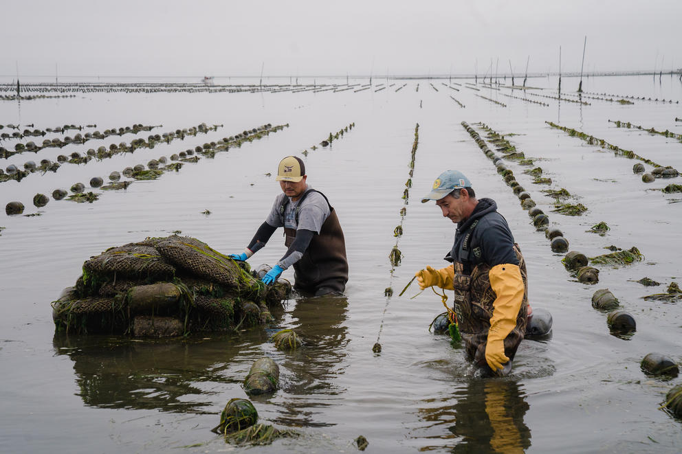 Two men stand wading in water between rows of oyster growing areas