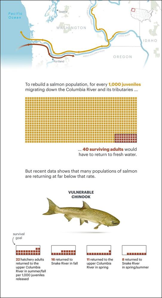 Data viz | Text: "To rebuild a salmon population, for every 1,000 juveniles migrating down the Columbia River and its tributaries, 40 surviving adults would have to return to fresh water. But recent data show that many populations of salmon are returning at far below that rate." 2) Text: "22 hatchery adults returned to the upper Columbia River in summer/fall per 1,000 juveniles released. 16 returned to Snake River in fall, 11 returned to upper Columbia in spring, 8 returned to Snake River in spring/summer."