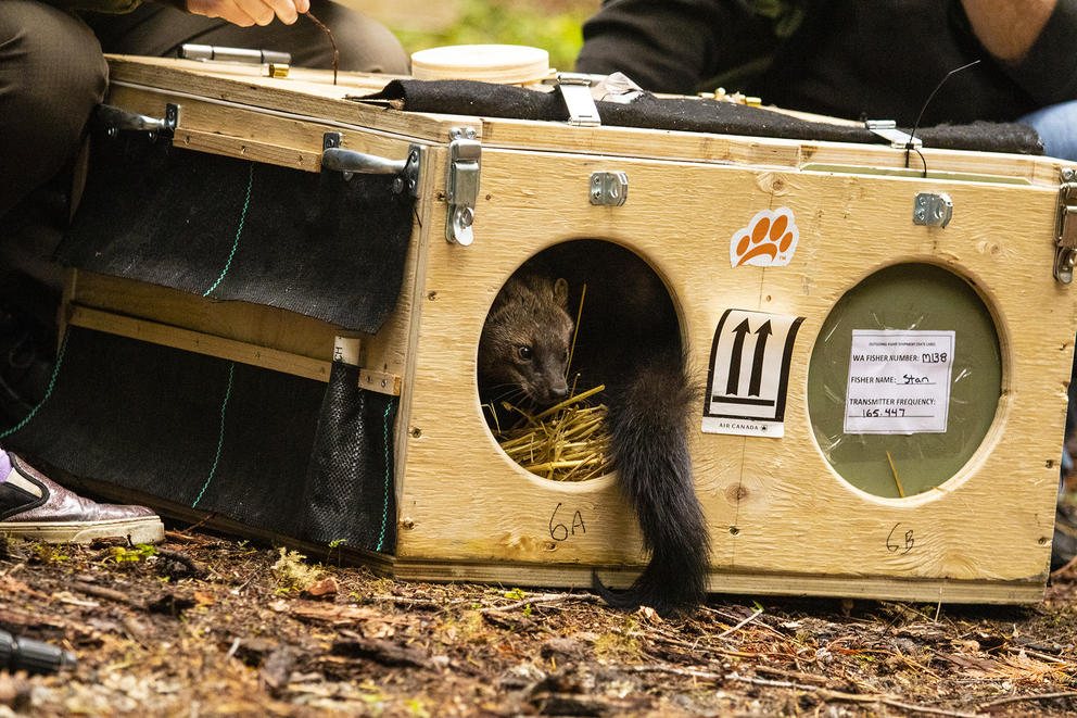 "Stan" the fisher prepares to escape from his transport box at Buck Creek into the rest of North Cascades National Park on October 24, 2019. Fishers tend to sit stunned for a moment before sprinting, disappearing from view in all of a few seconds. Photo: David Moskowitz courtesy of Conservation Northwest.