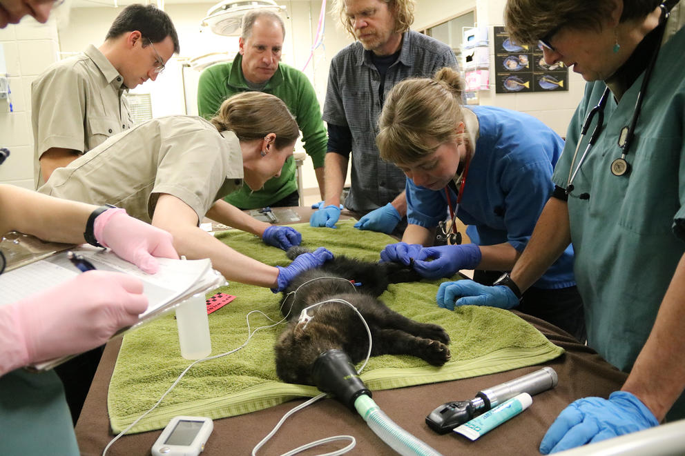 From left to right: Hannah Edwards and Jose Postigo (Calgary Zoo Conservation Staff), Dr. Jeff Lewis (WDFW), Dave Werntz (Conservation Northwest), Emma Vaasjo and Sandie Black (Calgary Zoo veterinarians) perform a health exam and collect morphology data on an anesthetized fisher before it is flown to Washington for release. Photo: Courtesy of Dr. Jason Ransom/National Park Service.