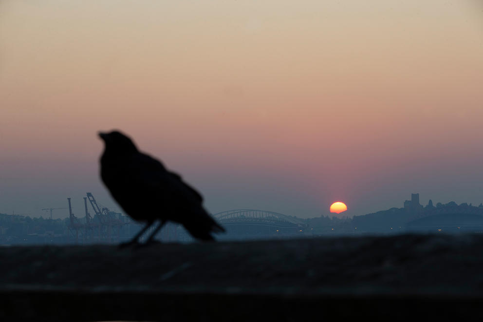 a sunset with bird in foreground