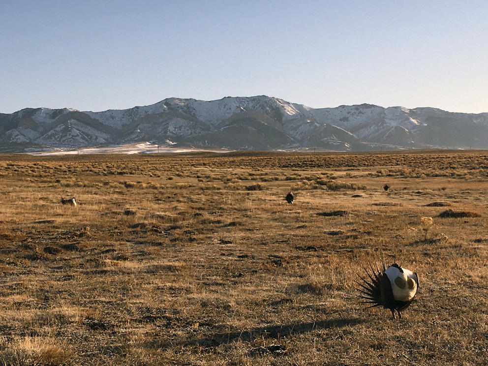 A male Greater Sage Grouse displays on a lek in the Red Desert of Wyoming