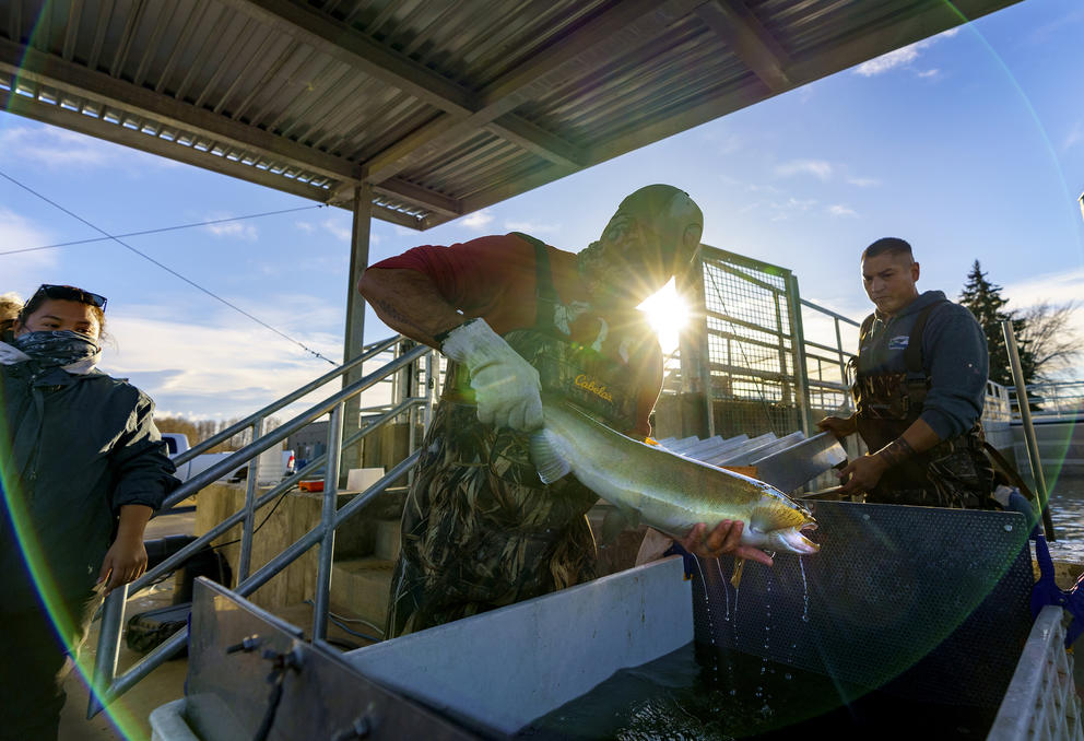 Two hatchery workers look on as another worker picks up a salmon