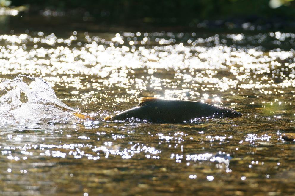 A salmon's dorsal fin pokes out of the water