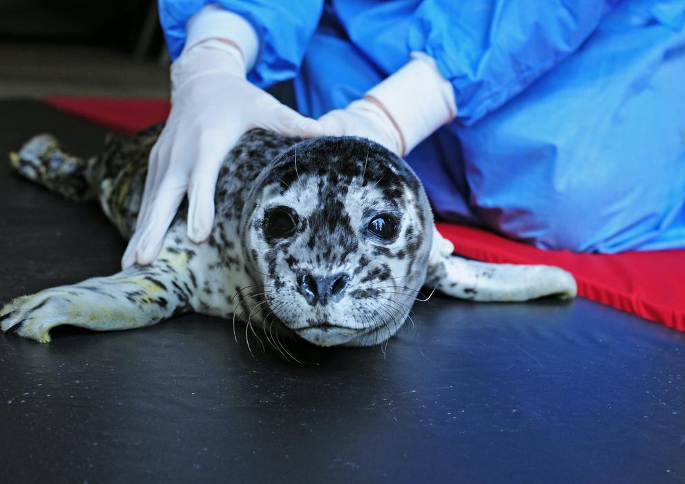 a harbor seal with a veterinary technician