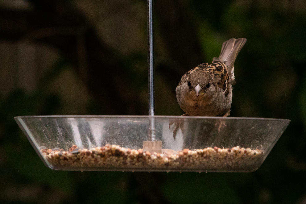 a sparrow looks at the camera while eating from a hanging bird feeder