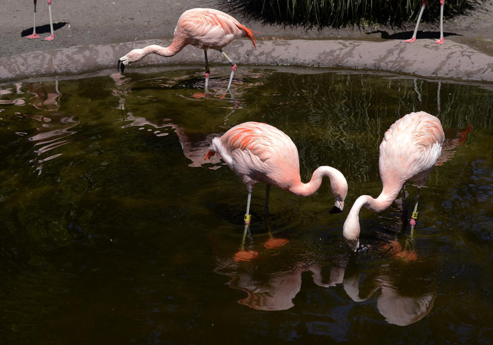 Flamingos eat treats thrown in the water by their zookeeper at Woodland Park Zoo on May 27, 2020. The zoo is temporarily close to visitors due to the COVID-19 pandemic.