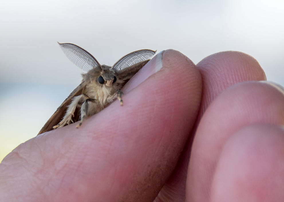 a tan-colored moth sits on a person's finger