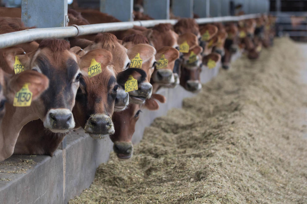 A long row of Jersey cows poke their heads out to feed at Appel Farm near Ferndale, Washington.