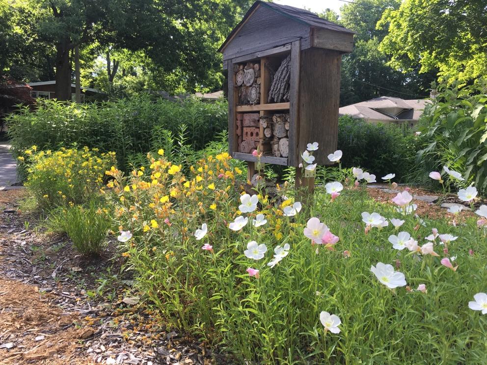 white and yellow flowers grow amid grasses in a suburban lawn next to a little free library on a sunny day