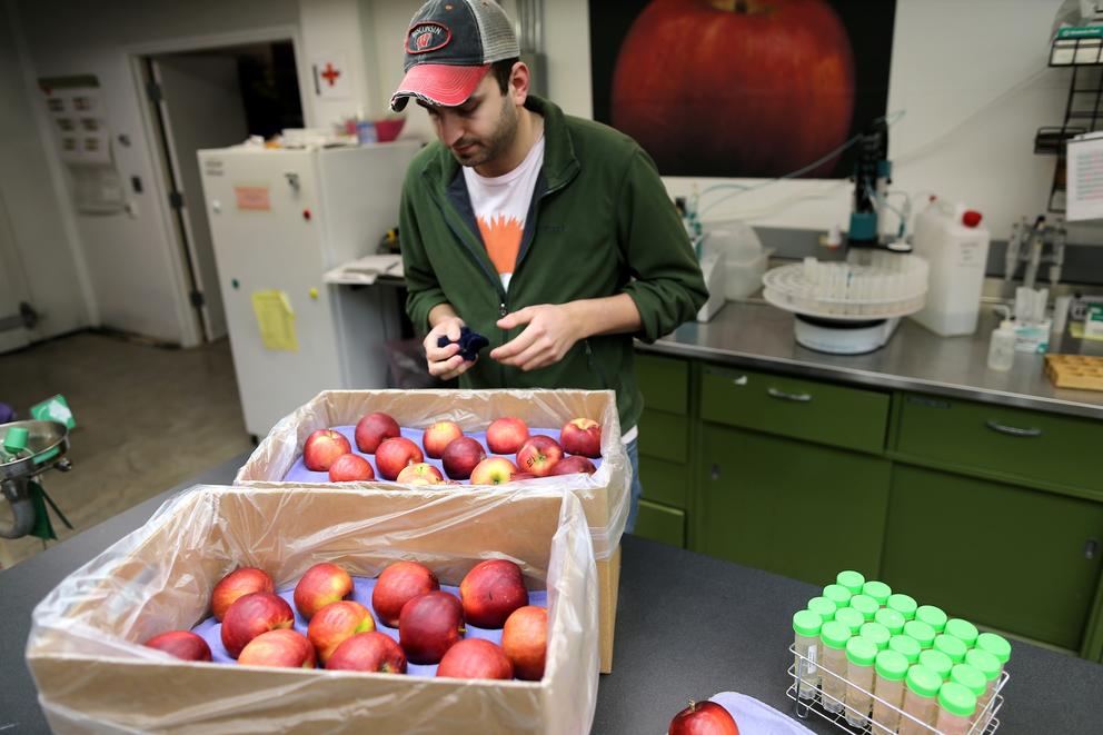 Alex Goke, a research assistant, polishes some Cosmic Crisp apples at the WSU Tree Fruit Research and Extension Center, in Wenatchee.