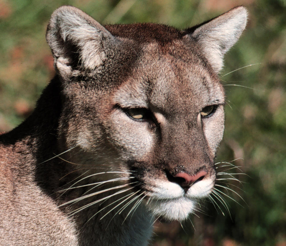 cougar face