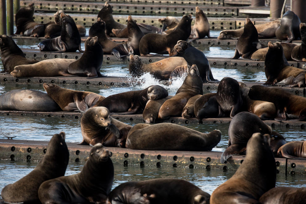 Sea lions congregate and sing from the east Mooring Basin in Astoria, Oregon. 