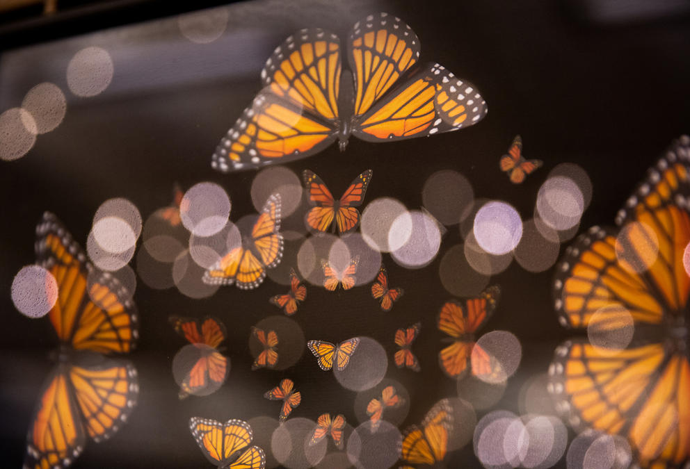 a kaleidoscope of orange Monarch and Viceroy butterflies on a black background with light reflected on top of them