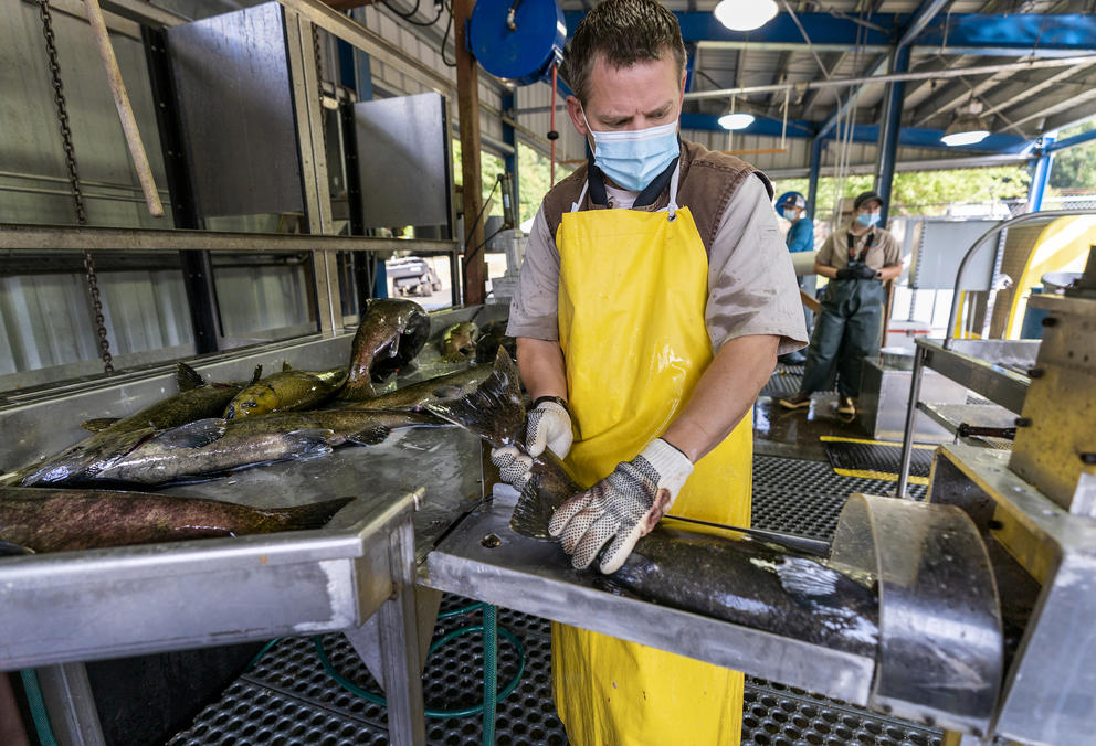 A worker processes a salmon